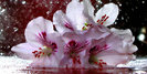 floare_alba