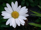floarealbadeiubire
