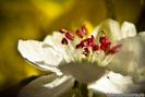 floare de mar