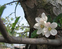 floridemar