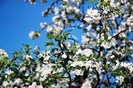 Floridemarpefundalalbastru_01