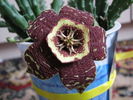 normal_floareCactus_012_1024