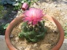 Picture_141