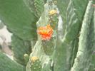 Floare_de_cactus