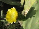 floare-de-cactus_591