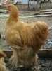 Cochi 1