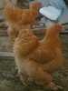 Cochi 2