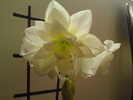 Amaryllis