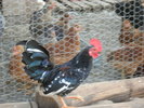 SANY0062