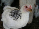 SANY0064