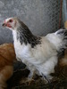 SANY0068