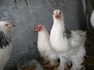 SANY0073
