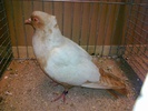 11622a sticlete danez motat