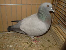 11950a porumbel de campie munsterland