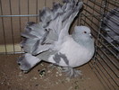 15913a