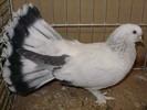 16164a