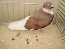 20990a zburator gat golas