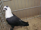 21087a sherazie