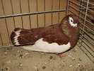 21570a