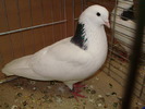 21581a griwuni