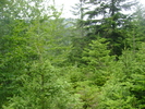doar cetina