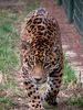 normal_poza_jaguar[1]