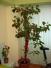 HIBISCUS SUB ACOPERIRE:))