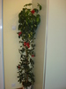 SCHEFFLERA CU FUNDE-N PAR:))