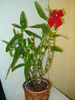 DENDROBIUM
