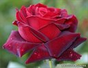 Trandafir_Rosu_Roza_big[1]