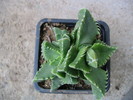 Faucaria felina