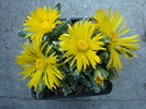 Faucaria felina ssp. tuberculosa     (Rolfe) Groen.