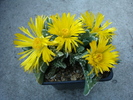 Faucaria felina ssp. tuberculosa  (Rolfe) Groen.