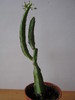 Caralluma bhupinderiana