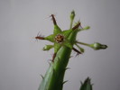 Caralluma bhupinderiana (7)