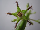 Caralluma bhupinderiana (1)