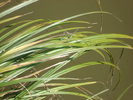 LIBELULE