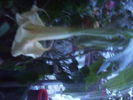 Brugmansia galbena cu boboci pe 1 decembrie