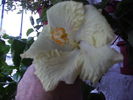 Hhibiscus  pe 1 decembrie2