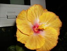 hibiscus la sfarsit de noiembrie 2