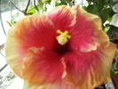 Hibiscus pe 1 decembrie 3