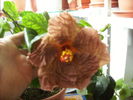 Hibiscus pe 1 decembrie