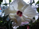 Hibiscus pe 30 noiembrie 2