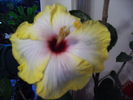 Hibiscus pe 30 noiembrie 5