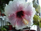 Hibiscus pe 30 noiembrie