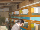 campionul -albastru Wienez