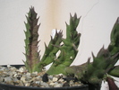 Orbea hb.- planta