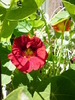 nasturium