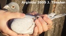 Argintiu 2005 Theelenu