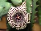 Huernia histrix - Cornelia Constantin